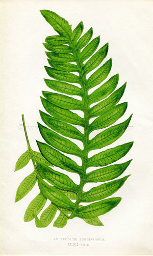 Edward Joseph Lowe Fern (Polypodium Longissimum) Antique Botanical Print 1858