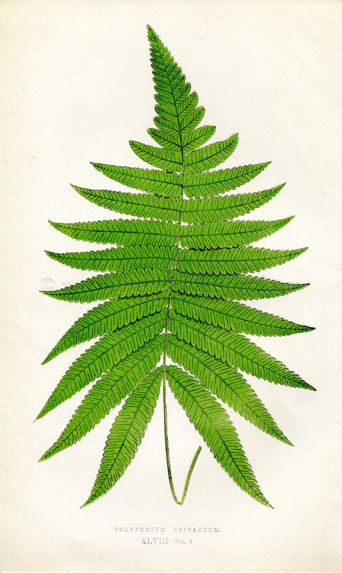 Edward Joseph Lowe Fern (Polypodium Refractum) Antique Botanical Print 1858