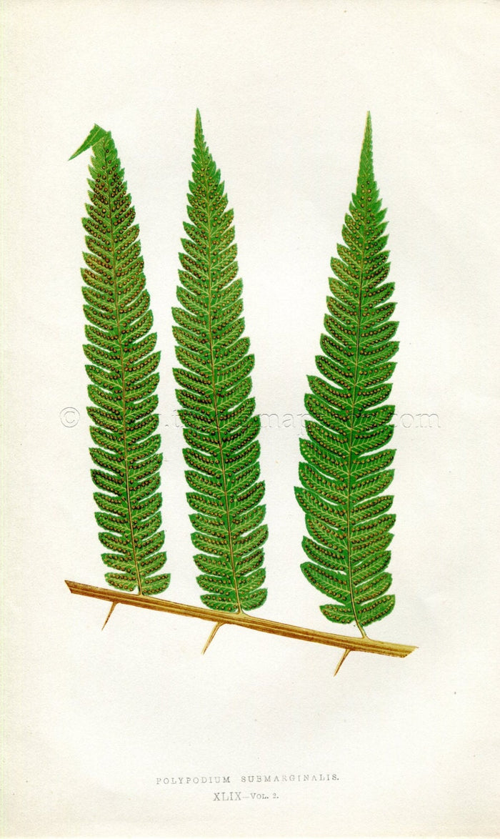 Edward Joseph Lowe Fern (Polypodium Submarginalis) Antique Botanical Print 1858