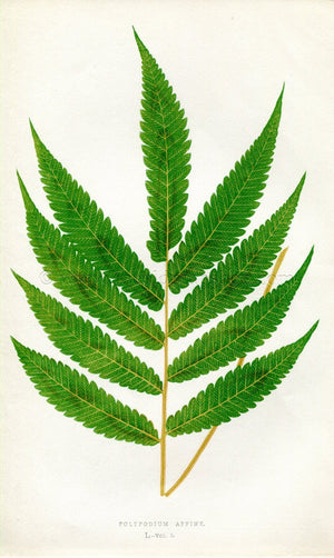Edward Joseph Lowe Fern (Polypodium Affine) Antique Botanical Print 1858