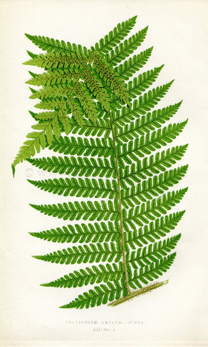 Edward Joseph Lowe Fern (Polypodium Amplum-Pinna) Antique Botanical Print 1858