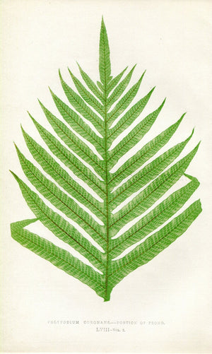 Edward Joseph Lowe Fern (Polypodium Coronans) Antique Botanical Print 1858