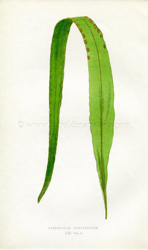 Edward Joseph Lowe Fern (Polypodium Longifolium) Antique Botanical Print 1858