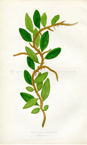 Edward Joseph Lowe Fern (Polypodium Owariense) Antique Botanical Print 1858