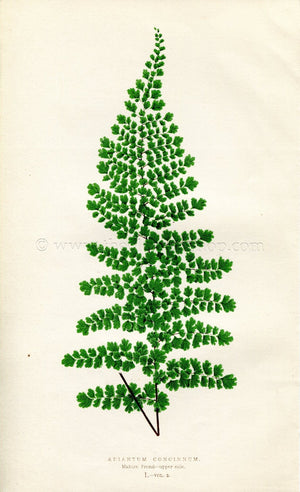 Edward Joseph Lowe Fern (Adiantum Concinnum) Antique Botanical Print 1857