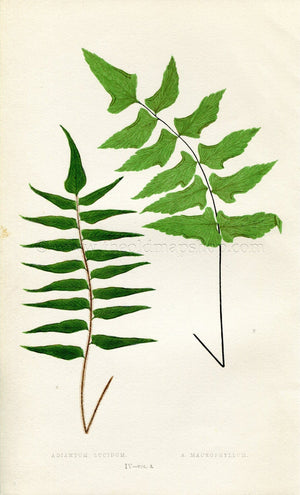 Edward Joseph Lowe Fern (Adiantum Lucidum & A. Macrophyllum) Antique Botanical Print 1857