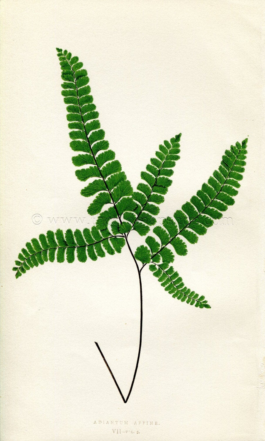 Edward Joseph Lowe Fern (Adiantum Appine) Antique Botanical Print 1857