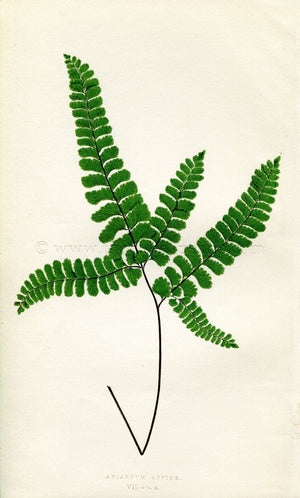 Edward Joseph Lowe Fern (Adiantum Appine) Antique Botanical Print 1857