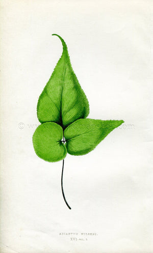 Edward Joseph Lowe Fern (Adiantum Wilsoni) Antique Botanical Print 1857