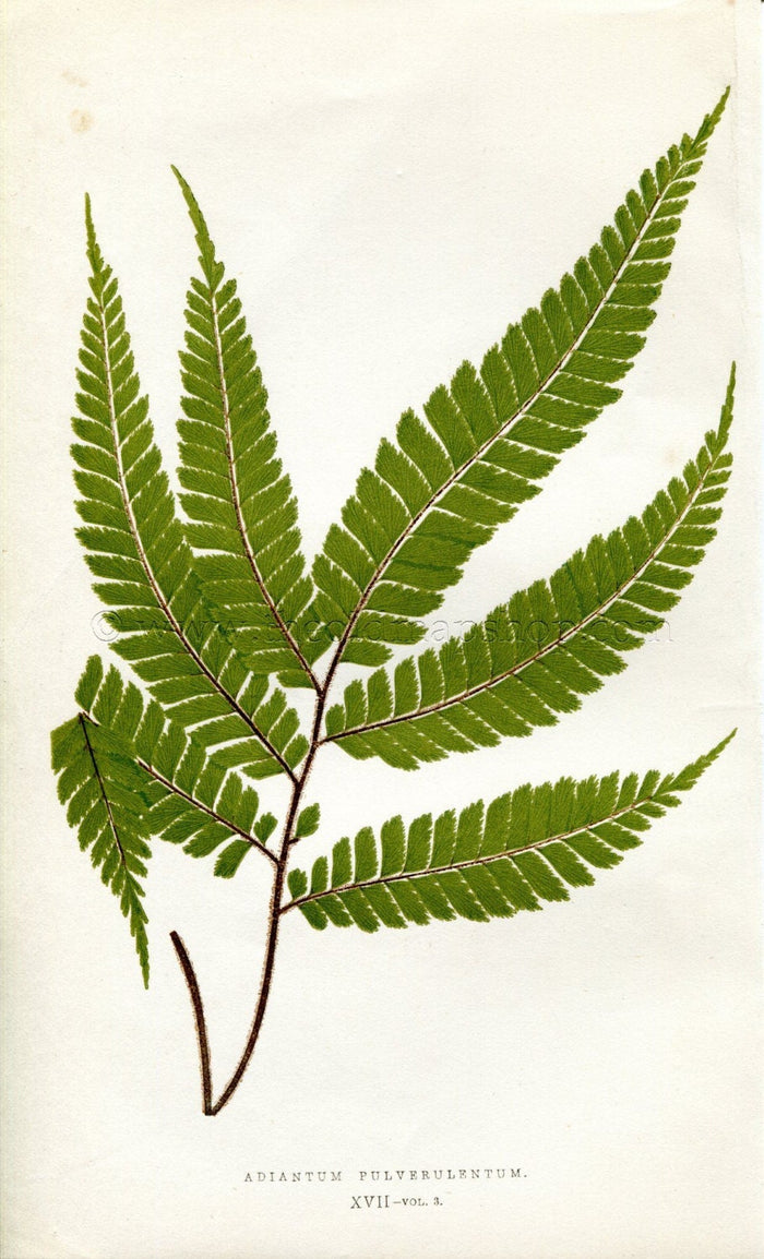 Edward Joseph Lowe Fern (Adiantum Pulverulentum) Antique Botanical Print 1857