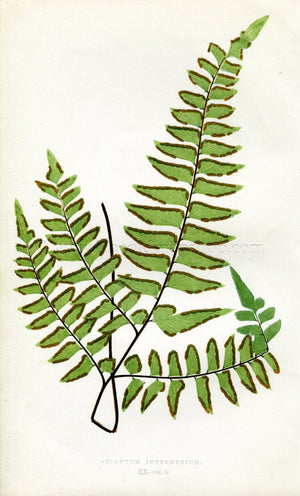 Edward Joseph Lowe Fern (Adiantum Intermedium) Antique Botanical Print 1857