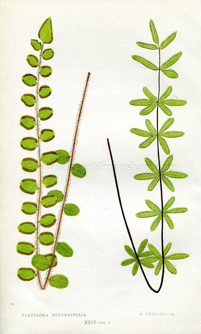 Edward Joseph Lowe Fern (Platyloma Rotundifolia & P. Ternifolia) Antique Botanical Print 1857