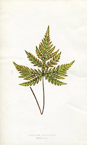 Edward Joseph Lowe Fern (Platyloma Geranifolia) Antique Botanical Print 1857