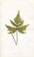 Edward Joseph Lowe Fern (Platyloma Geranifolia) Antique Botanical Print 1857