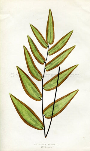 Edward Joseph Lowe Fern (Platyloma Brownii) Antique Botanical Print 1857