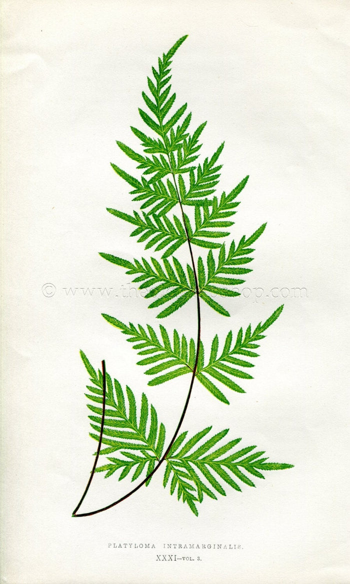 Edward Joseph Lowe Fern (Platyloma Intramarginalis) Antique Botanical Print 1857