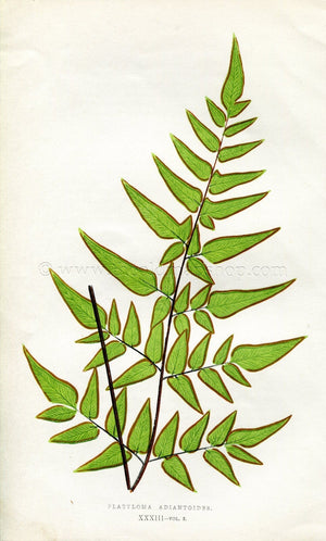 Edward Joseph Lowe Fern (Platyloma Adiantoides) Antique Botanical Print 1857