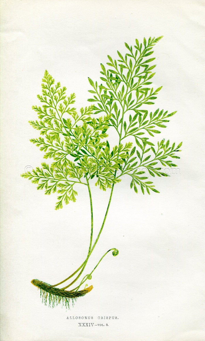 Edward Joseph Lowe Fern (Allosorus Crispus) Antique Botanical Print 1857