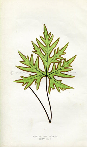 Edward Joseph Lowe Fern (Doryopteris Pedata) Antique Botanical Print 1857