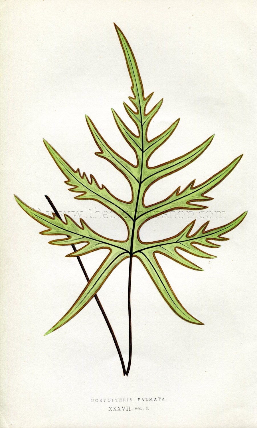 Edward Joseph Lowe Fern (Doryopteris Palmata) Antique Botanical Print 1857