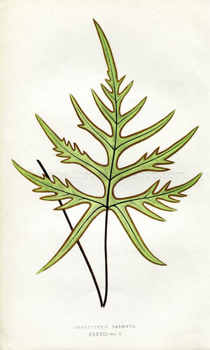 Edward Joseph Lowe Fern (Doryopteris Palmata) Antique Botanical Print 1857