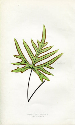Edward Joseph Lowe Fern (Doryopteris Collina) Antique Botanical Print 1857