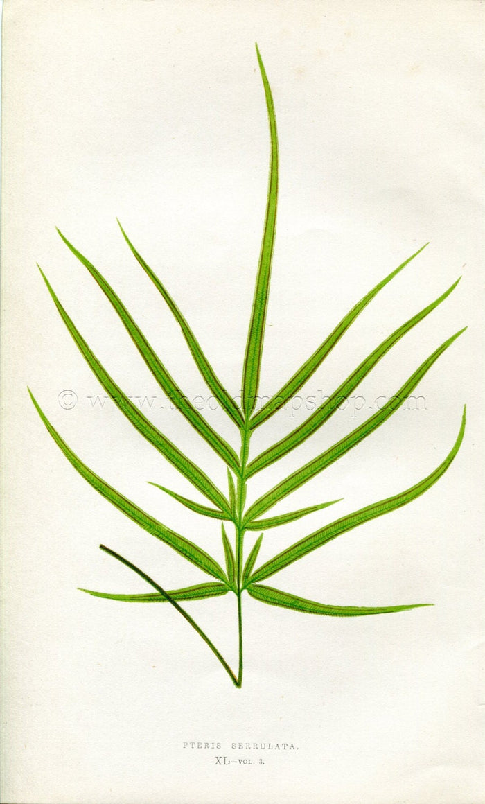 Edward Joseph Lowe Fern (Pteris Serrulata) Antique Botanical Print 1857