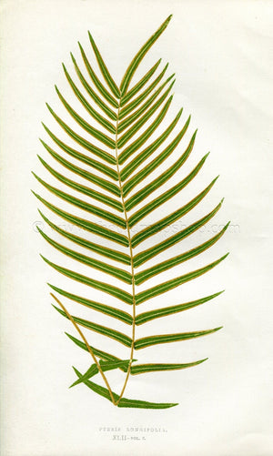 Edward Joseph Lowe Fern (Pteris Longifolia) Antique Botanical Print 1857