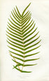 Edward Joseph Lowe Fern (Pteris Longifolia) Antique Botanical Print 1857