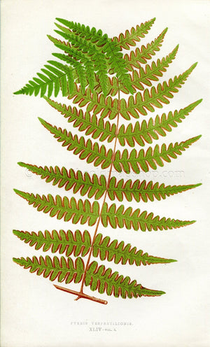 Edward Joseph Lowe Fern (Pteris Vespertilionis) Antique Botanical Print 1857