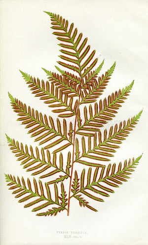 Edward Joseph Lowe Fern (Pteris Tremula) Antique Botanical Print 1857