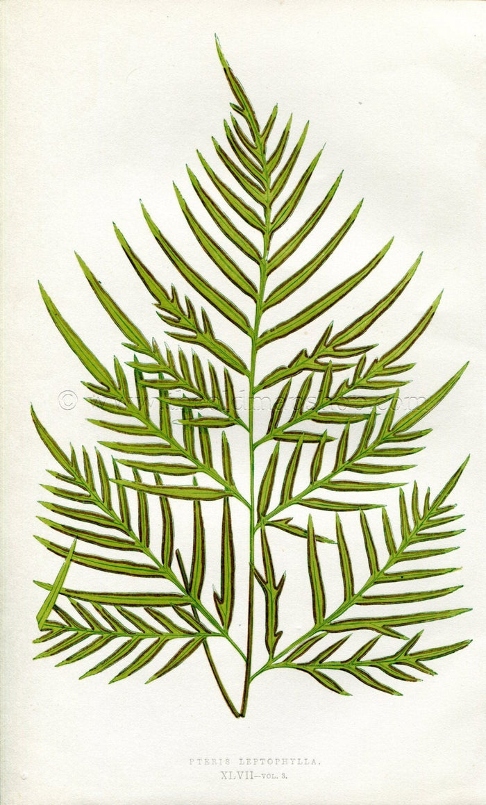Edward Joseph Lowe Fern (Pteris Leptophylla) Antique Botanical Print 1857