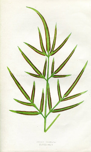 Edward Joseph Lowe Fern (Pteris Crenata) Antique Botanical Print 1857