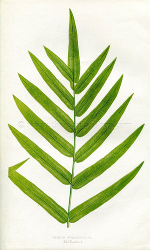 Edward Joseph Lowe Fern (Pteris Grandifolia) Antique Botanical Print 1857