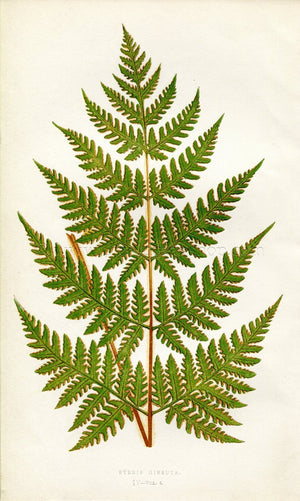Edward Joseph Lowe Fern (Pteris Hirsuta) Antique Botanical Print 1859