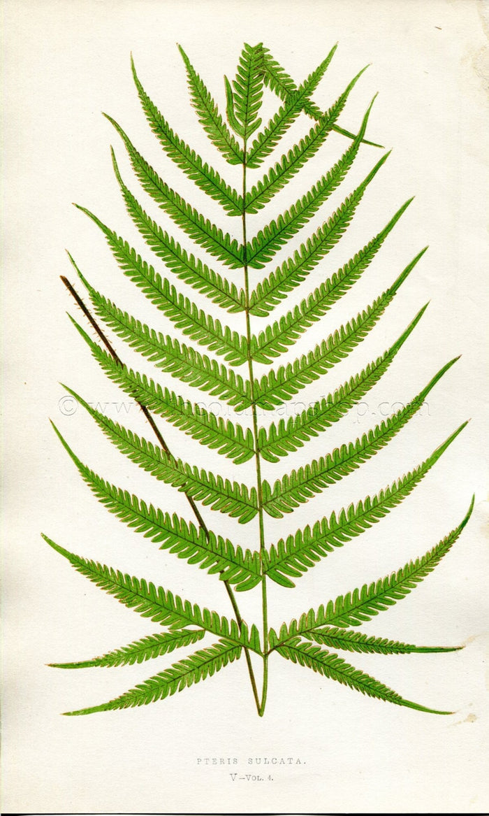 Edward Joseph Lowe Fern (Pteris Sulcata) Antique Botanical Print 1859