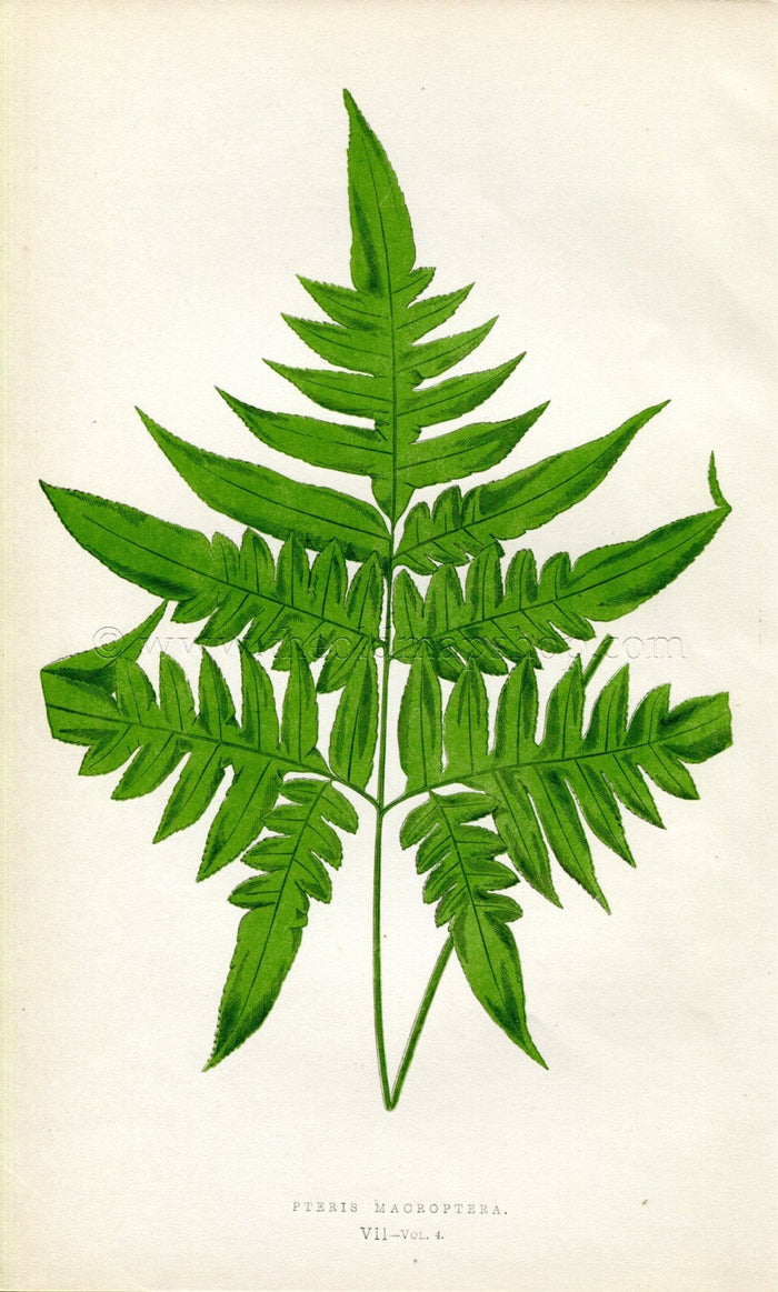 Edward Joseph Lowe Fern (Pteris Macroptera) Antique Botanical Print 1859
