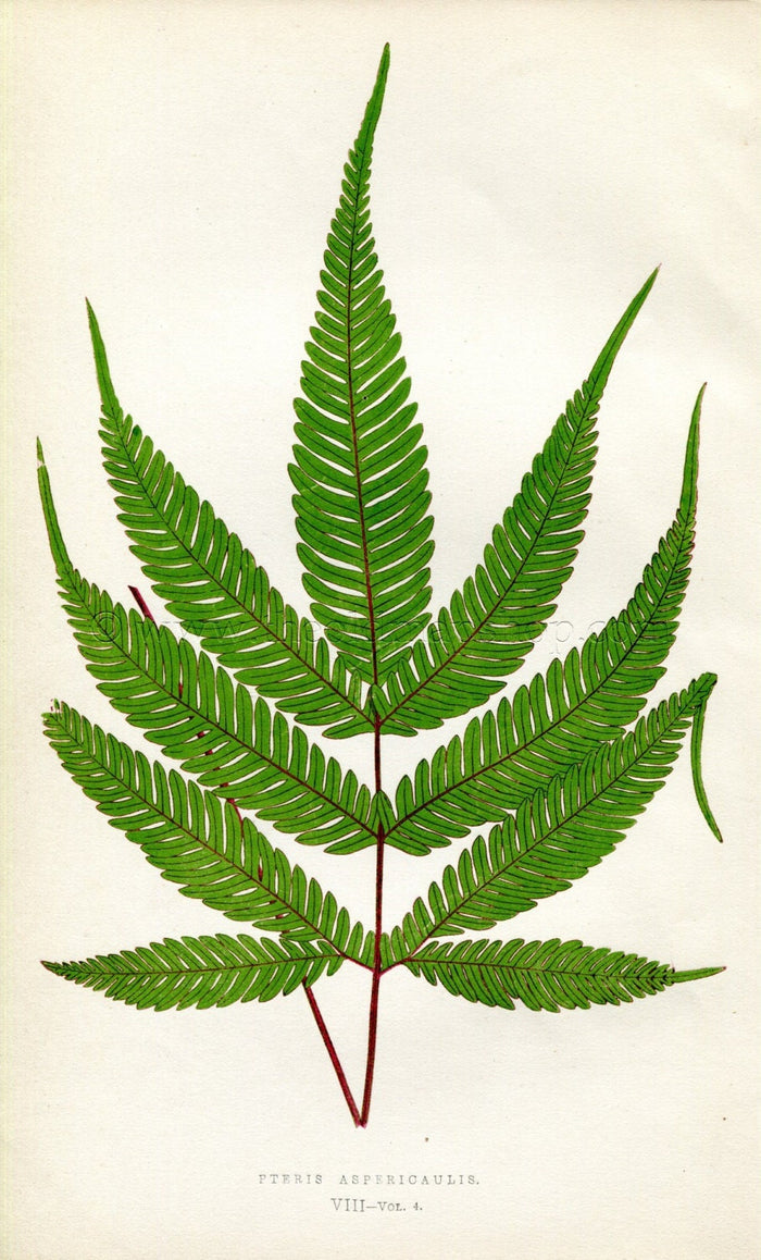 Edward Joseph Lowe Fern (Pteris Aspericaulis) Antique Botanical Print 1859
