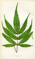 Edward Joseph Lowe Fern (Pteris Aspericaulis) Antique Botanical Print 1859