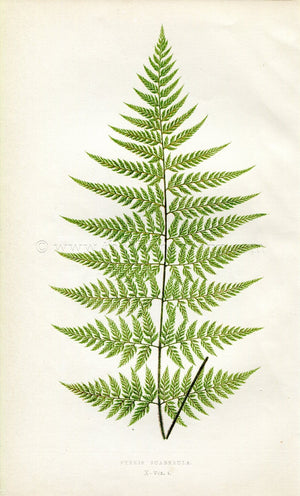 Edward Joseph Lowe Fern (Pteris Scaberula) Antique Botanical Print 1859