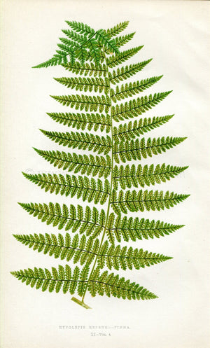 Edward Joseph Lowe Fern (Hypolepis Repens.--Pinna) Antique Botanical Print 1859