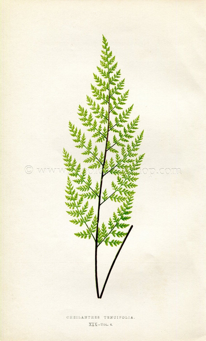 Edward Joseph Lowe Fern (Cheilanthes Tenuifolia) Antique Botanical Print 1859