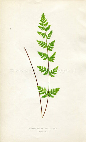 Edward Joseph Lowe Fern (Cheilanthes Preissiana) Antique Botanical Print 1859