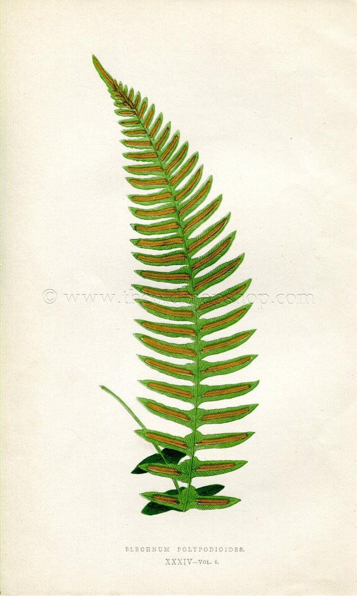Edward Joseph Lowe Fern (Blechnum Polypodioides) Antique Botanical Print 1859