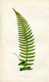 Edward Joseph Lowe Fern (Blechnum Polypodioides) Antique Botanical Print 1859