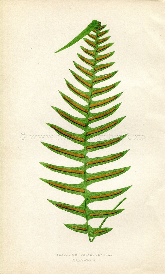 Edward Joseph Lowe Fern (Blechnum Triangulatum) Antique Botanical Print 1859