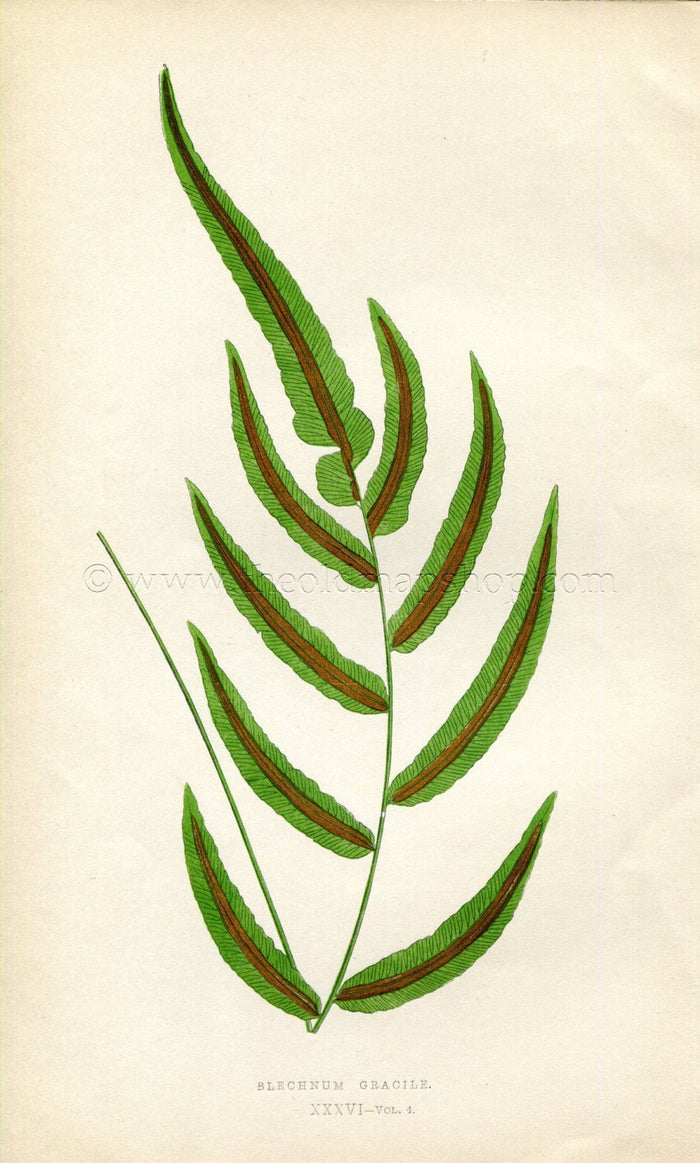 Edward Joseph Lowe Fern (Blechnum Gracile) Botanical Print Antique 1859