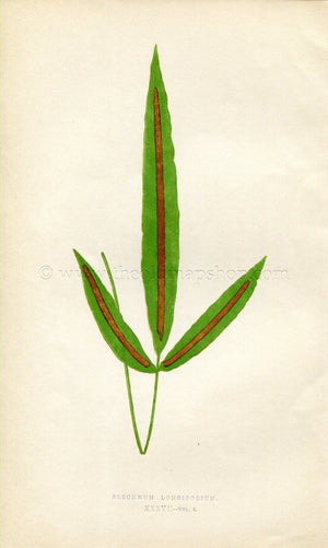 Edward Joseph Lowe Fern (Blechnum Longifolium) Antique Botanical Print 1859