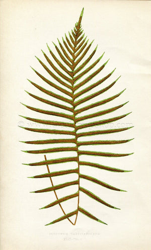 Edward Joseph Lowe Fern (Blechnum Cartilagineum) Antique Botanical Print 1859