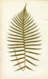 Edward Joseph Lowe Fern (Blechnum Cartilagineum) Antique Botanical Print 1859